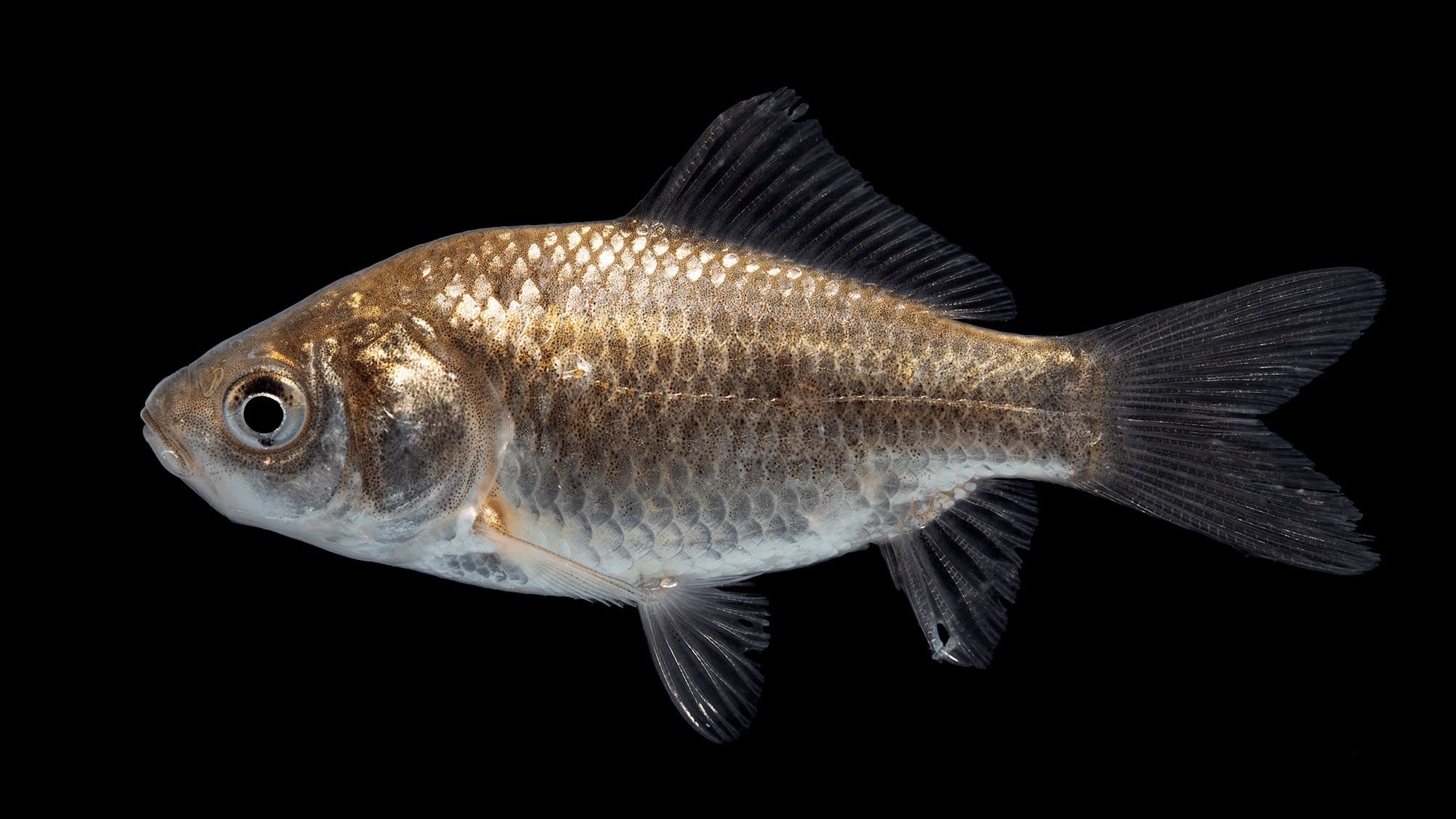 Carassius Auratus Auratus (Linnaeus, 1758)